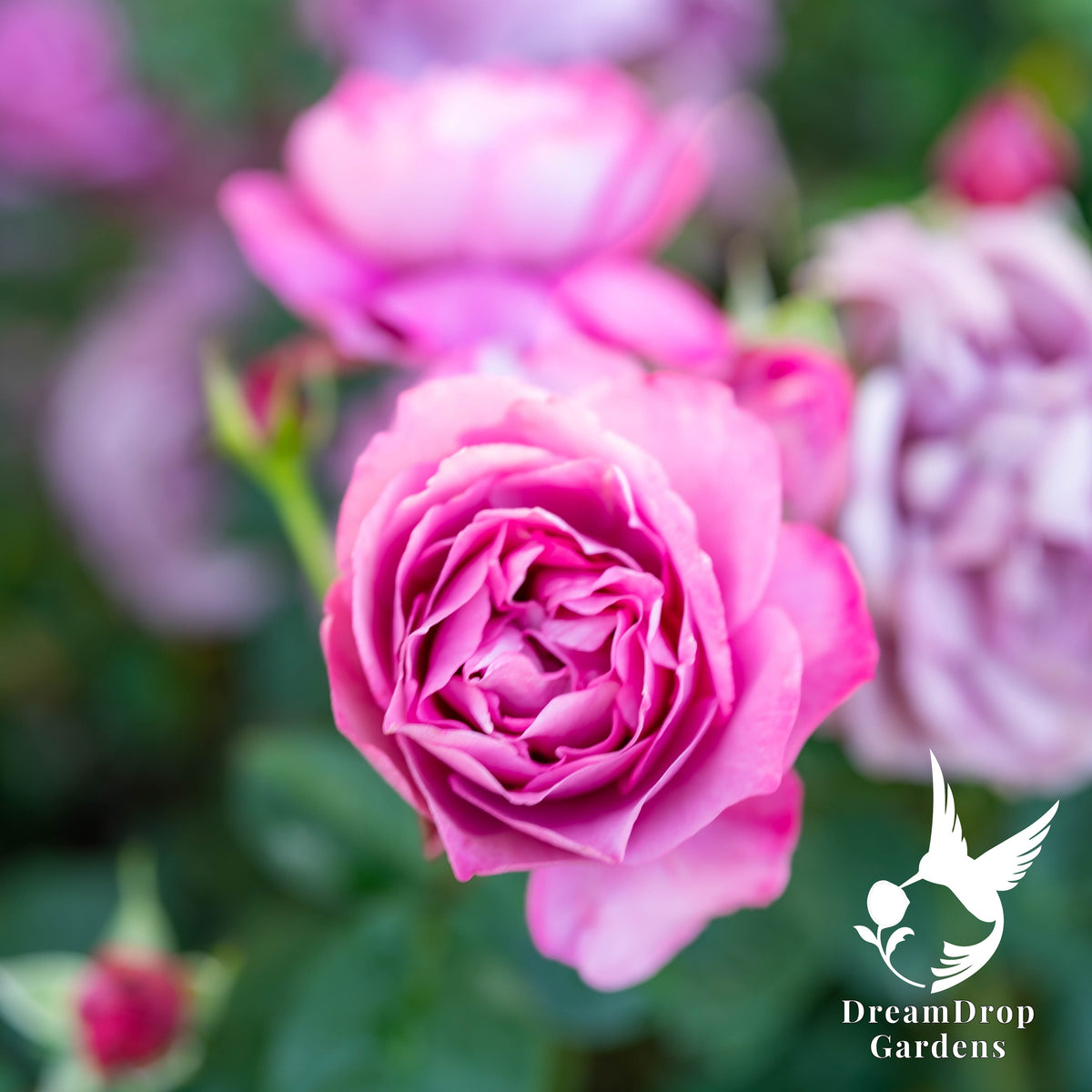 Rose - Heirloom — DreamDrop Gardens photo 3