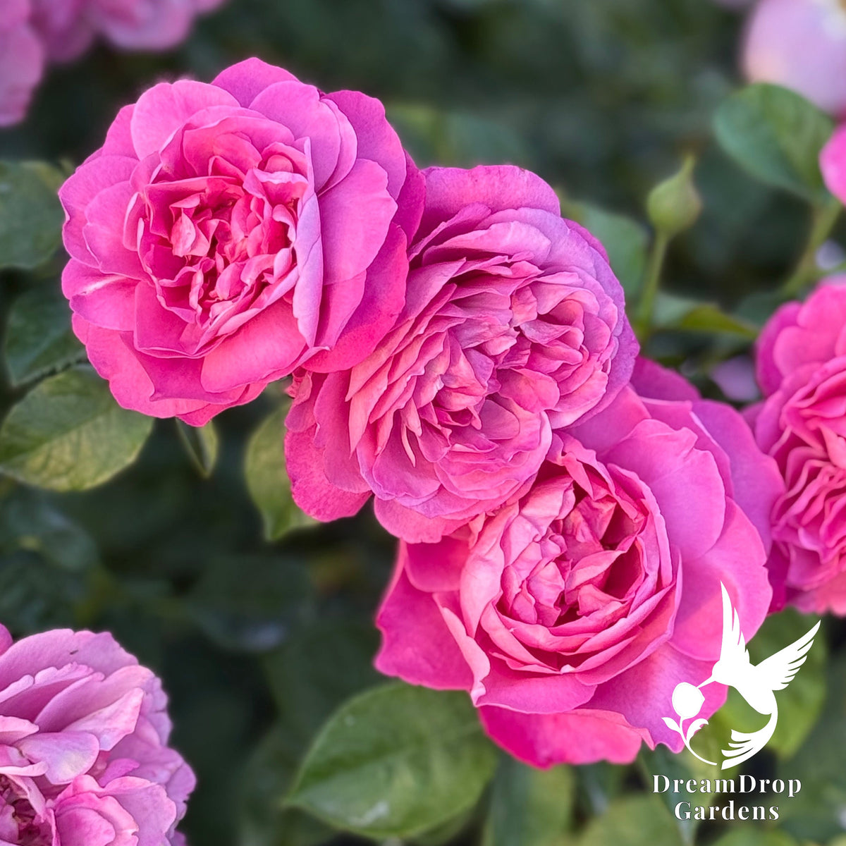 Rose - Heirloom — DreamDrop Gardens photo 4
