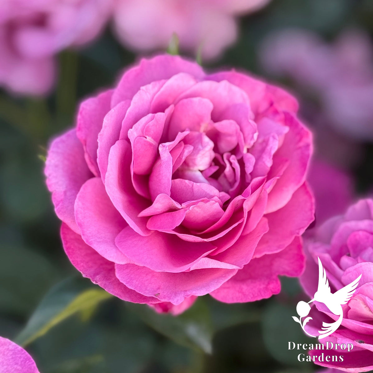 Rose - Heirloom — DreamDrop Gardens photo 5