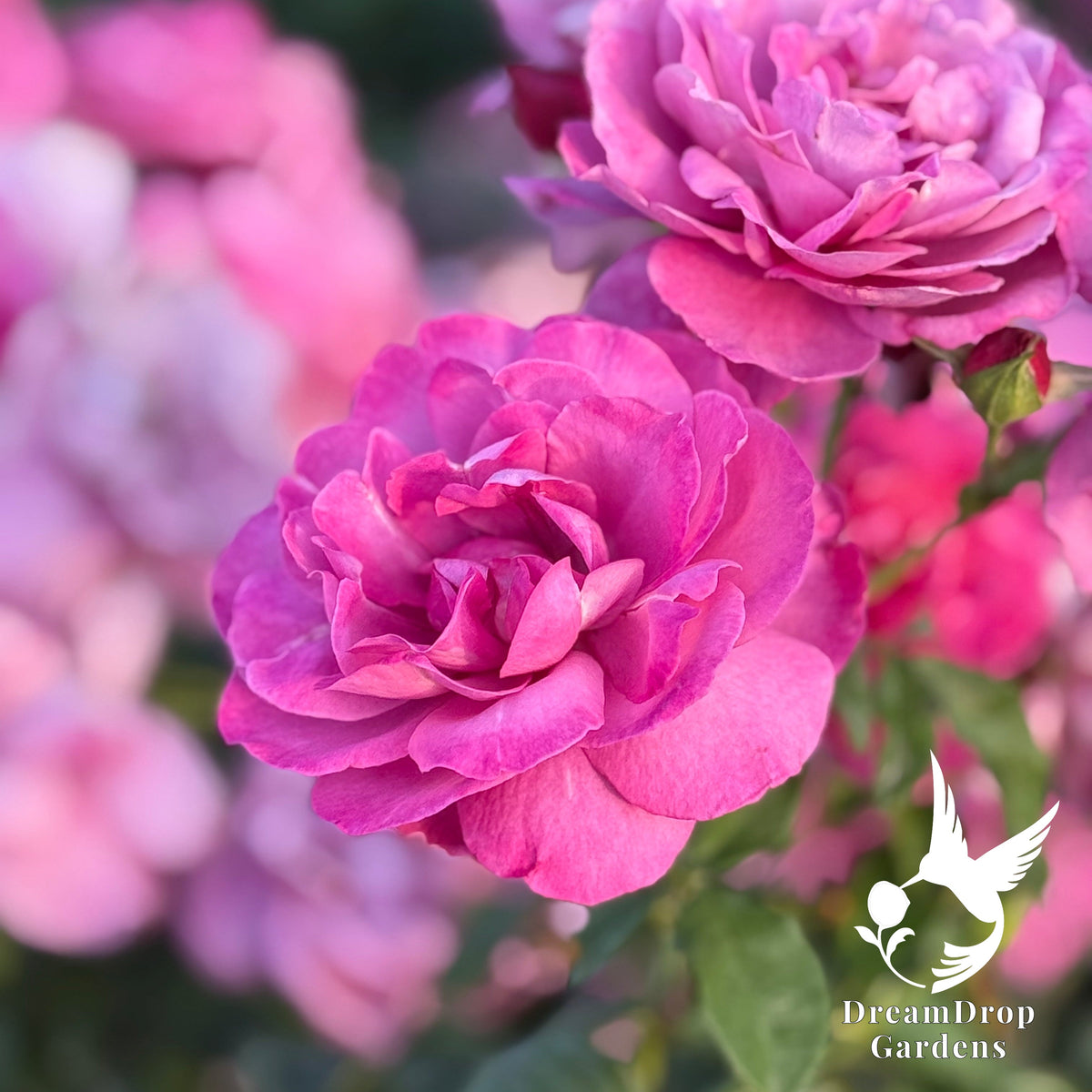 Rose - Heirloom — DreamDrop Gardens photo 6