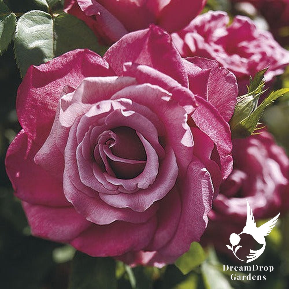 Rose - Heirloom — DreamDrop Gardens photo 1
