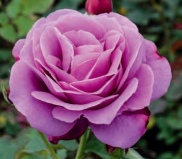 Rose - Heirloom