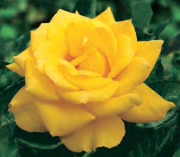 Rose - Henry Fonda
