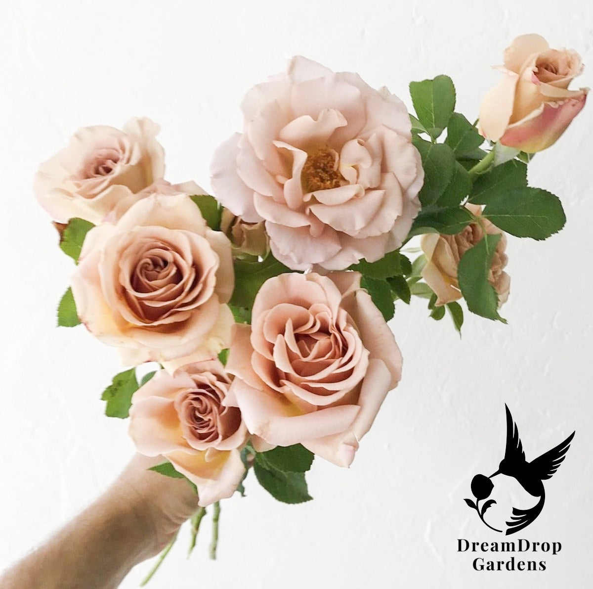 Rose - Stephen Rulo — DreamDrop Gardens photo 2