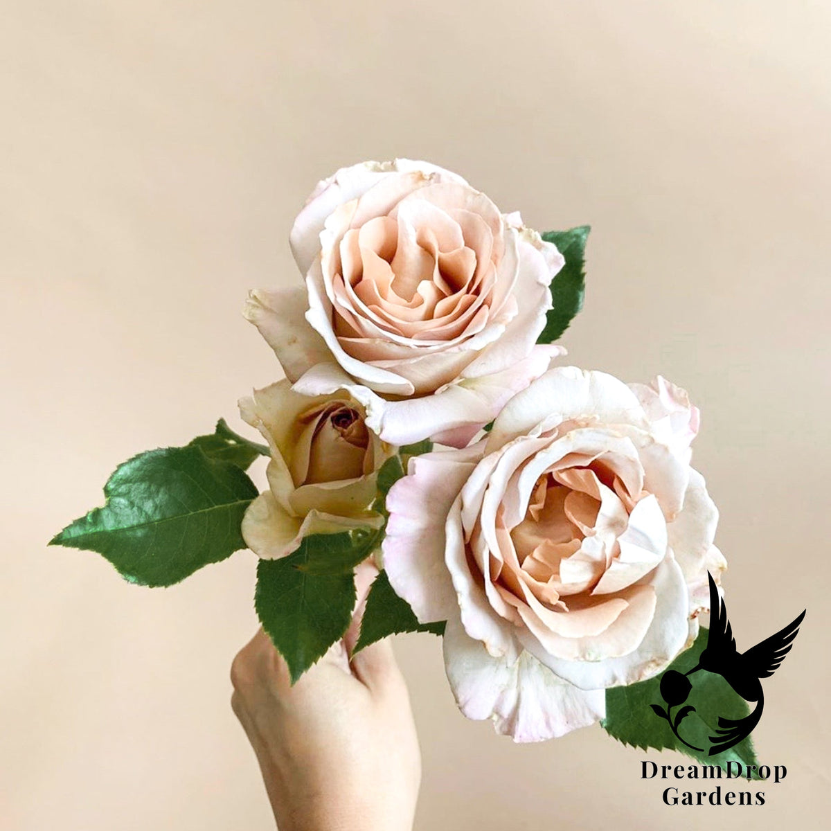 Rose - Stephen Rulo — DreamDrop Gardens photo 4