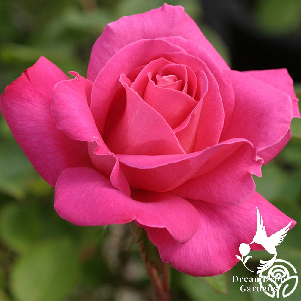 Rose - Pink Peace — DreamDrop Gardens photo 1