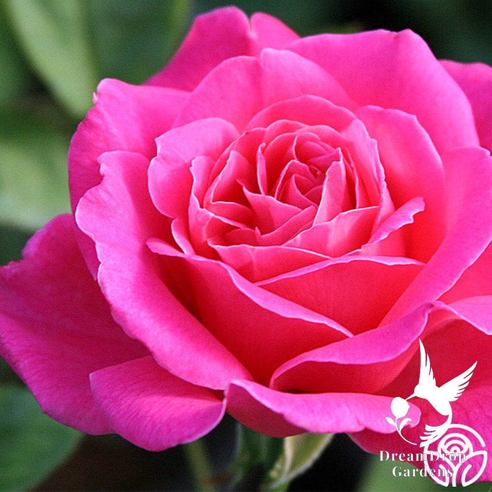 Rose - Pink Peace — DreamDrop Gardens photo 2