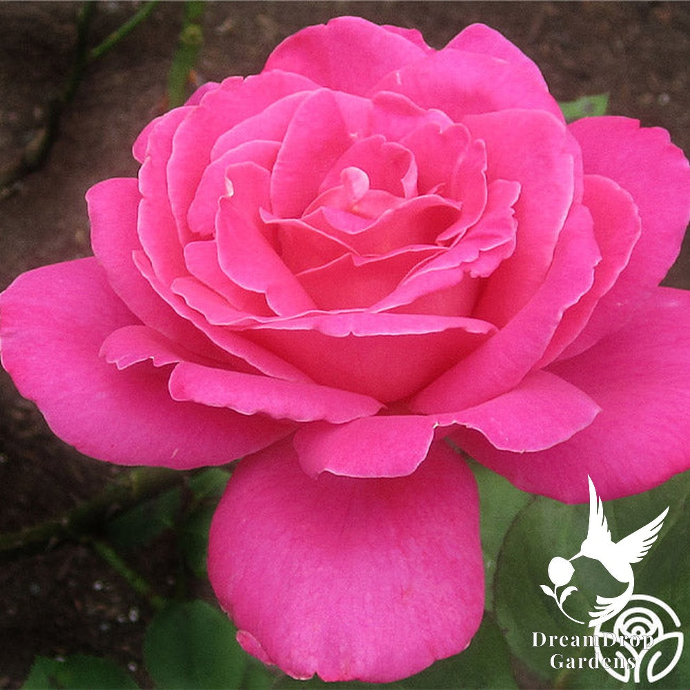 Rose - Pink Peace — DreamDrop Gardens photo 3