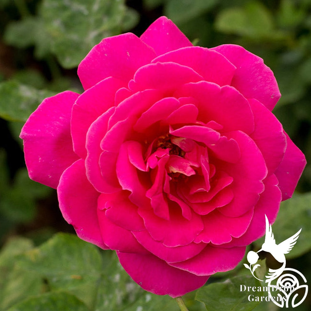 Rose - Pink Peace — DreamDrop Gardens photo 4