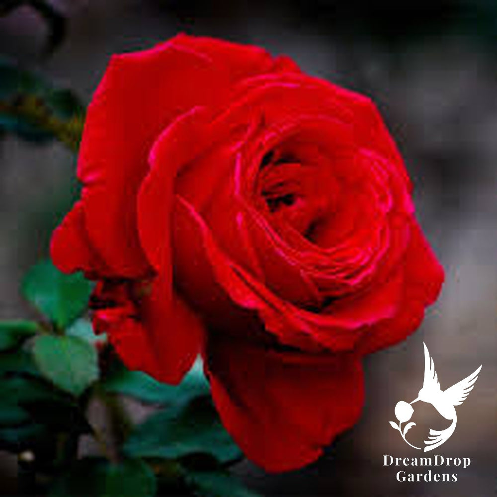 Rose - Proud Land — DreamDrop Gardens photo 1