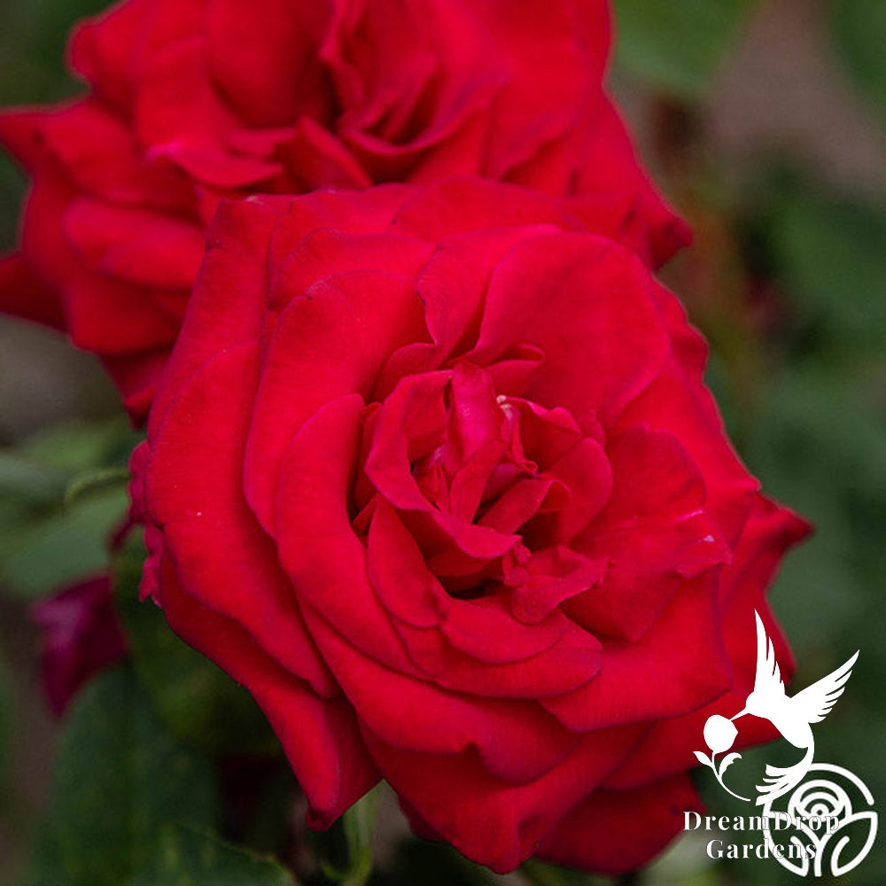 Rose - Proud Land — DreamDrop Gardens photo 2