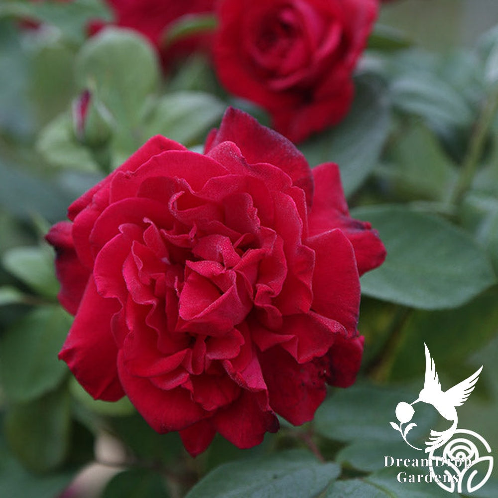 Rose - Proud Land — DreamDrop Gardens photo 3