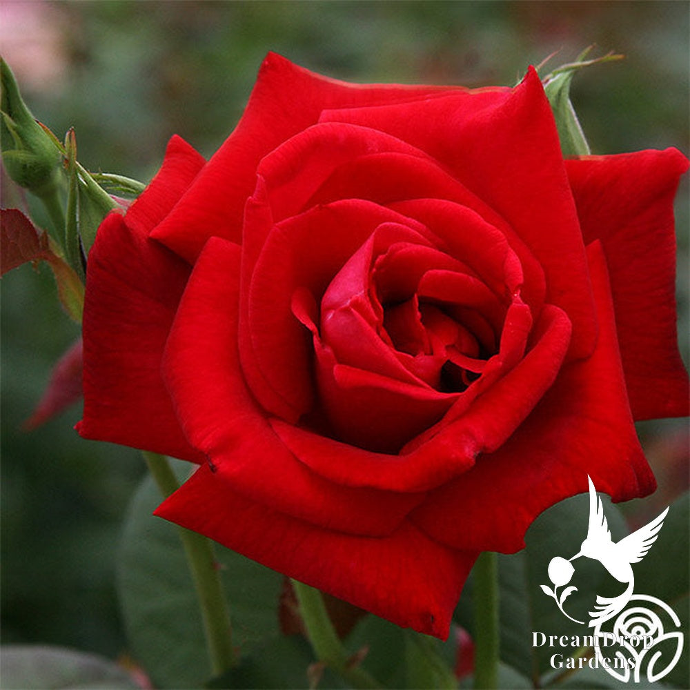 Rose - Proud Land — DreamDrop Gardens photo 4
