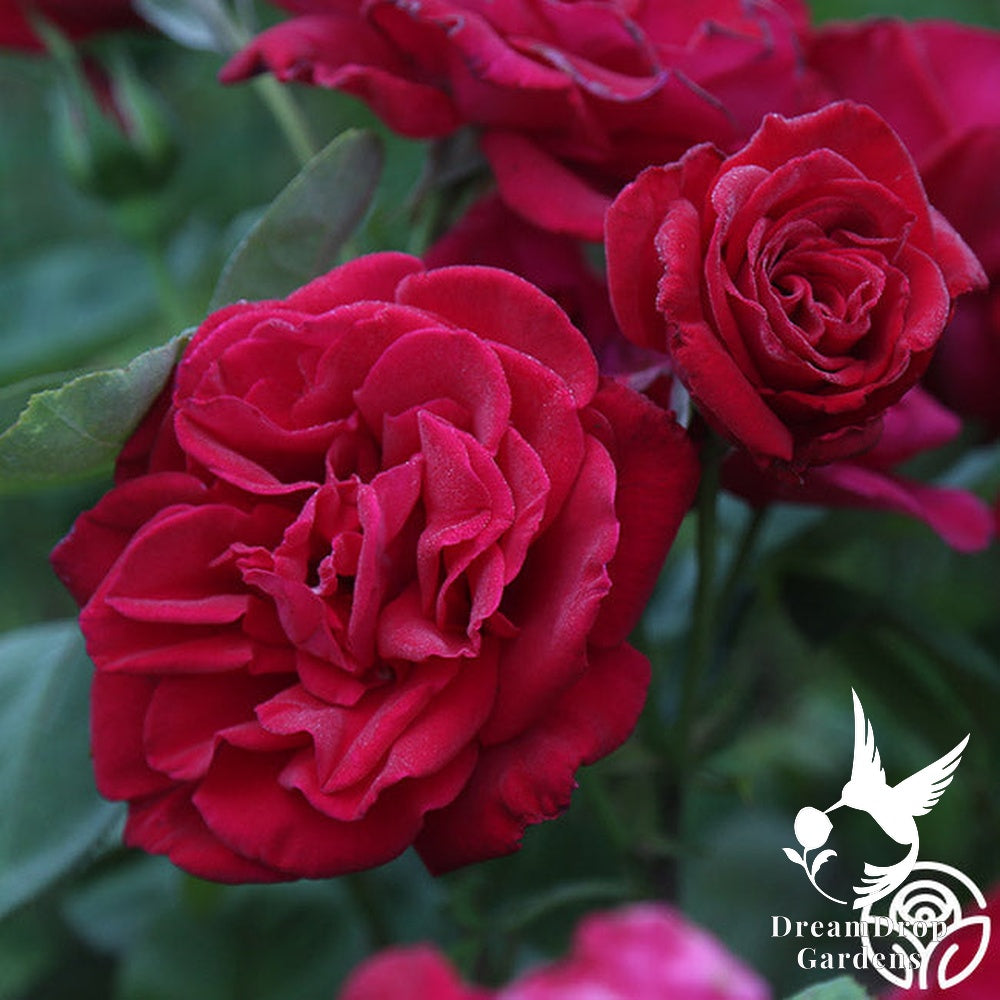 Rose - Proud Land — DreamDrop Gardens photo 5