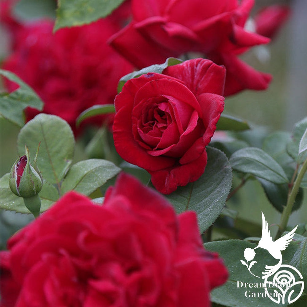 Rose - Proud Land — DreamDrop Gardens photo 6