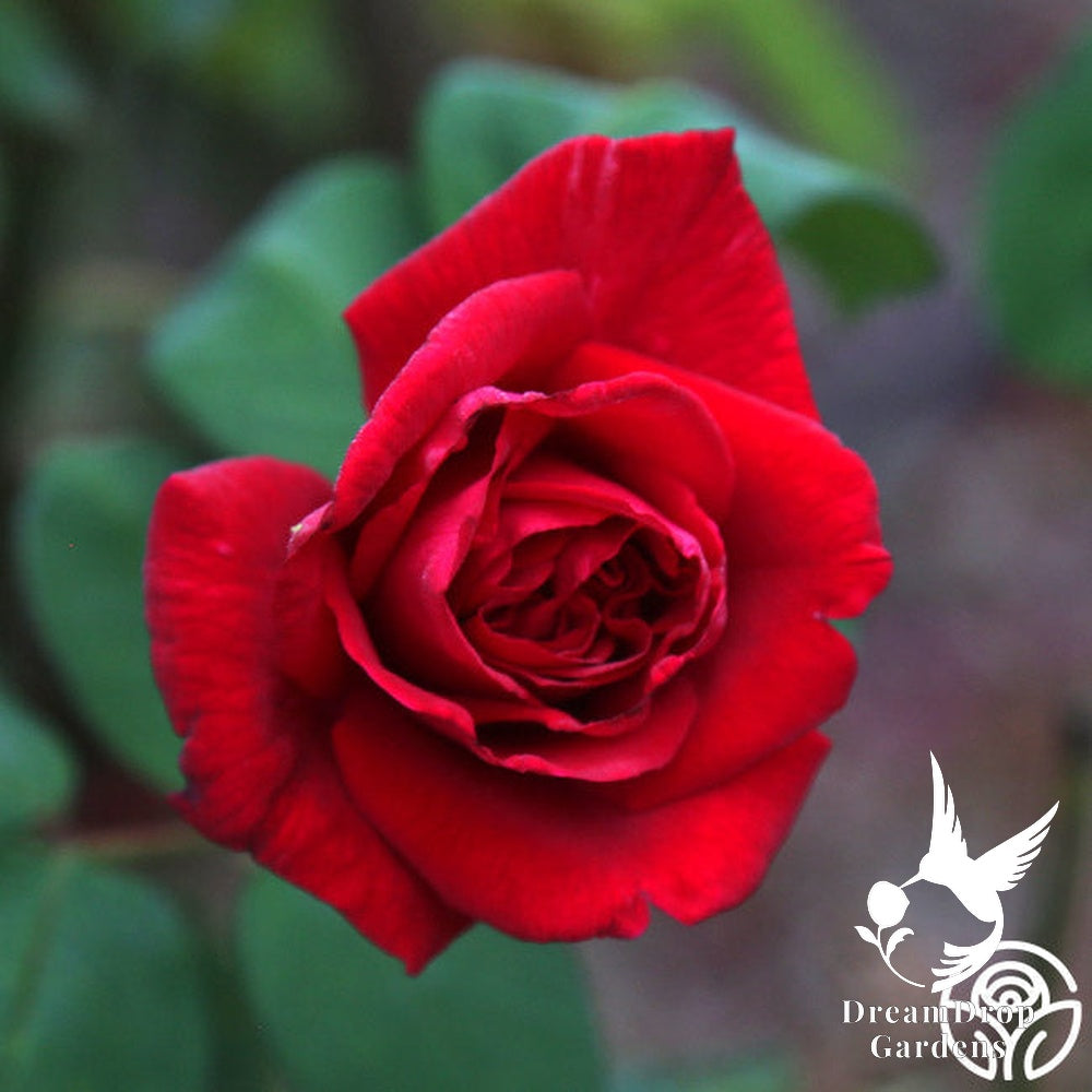 Rose - Proud Land — DreamDrop Gardens photo 7