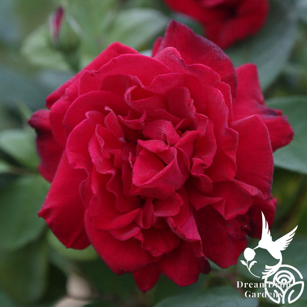 Rose - Proud Land — DreamDrop Gardens photo 8