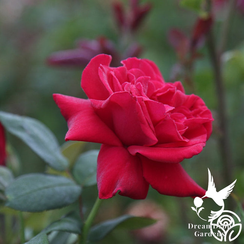 Rose - Proud Land — DreamDrop Gardens photo 9