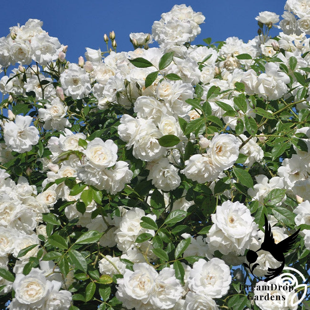Rose - Climbing Iceberg — DreamDrop Gardens photo 10