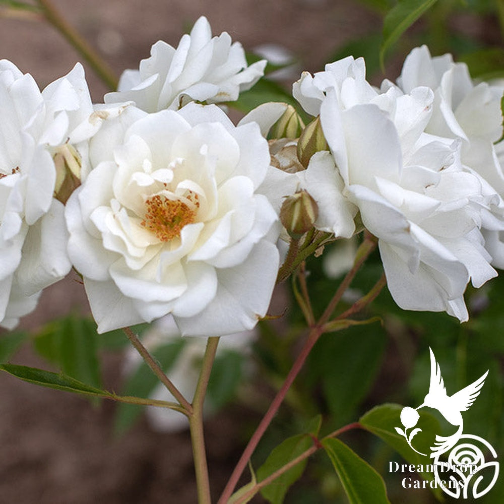 Rose - Climbing Iceberg — DreamDrop Gardens photo 11