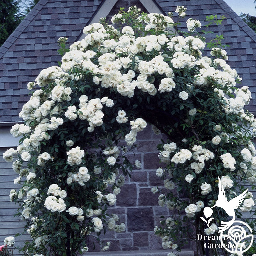 Rose - Climbing Iceberg — DreamDrop Gardens photo 12