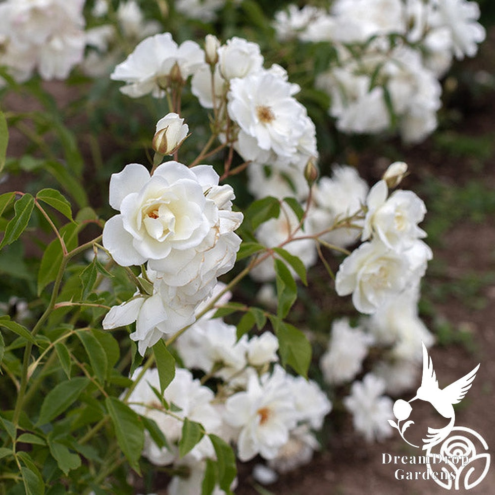 Rose - Climbing Iceberg — DreamDrop Gardens photo 13