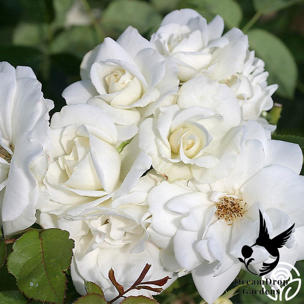 Rose - Climbing Iceberg — DreamDrop Gardens photo 14