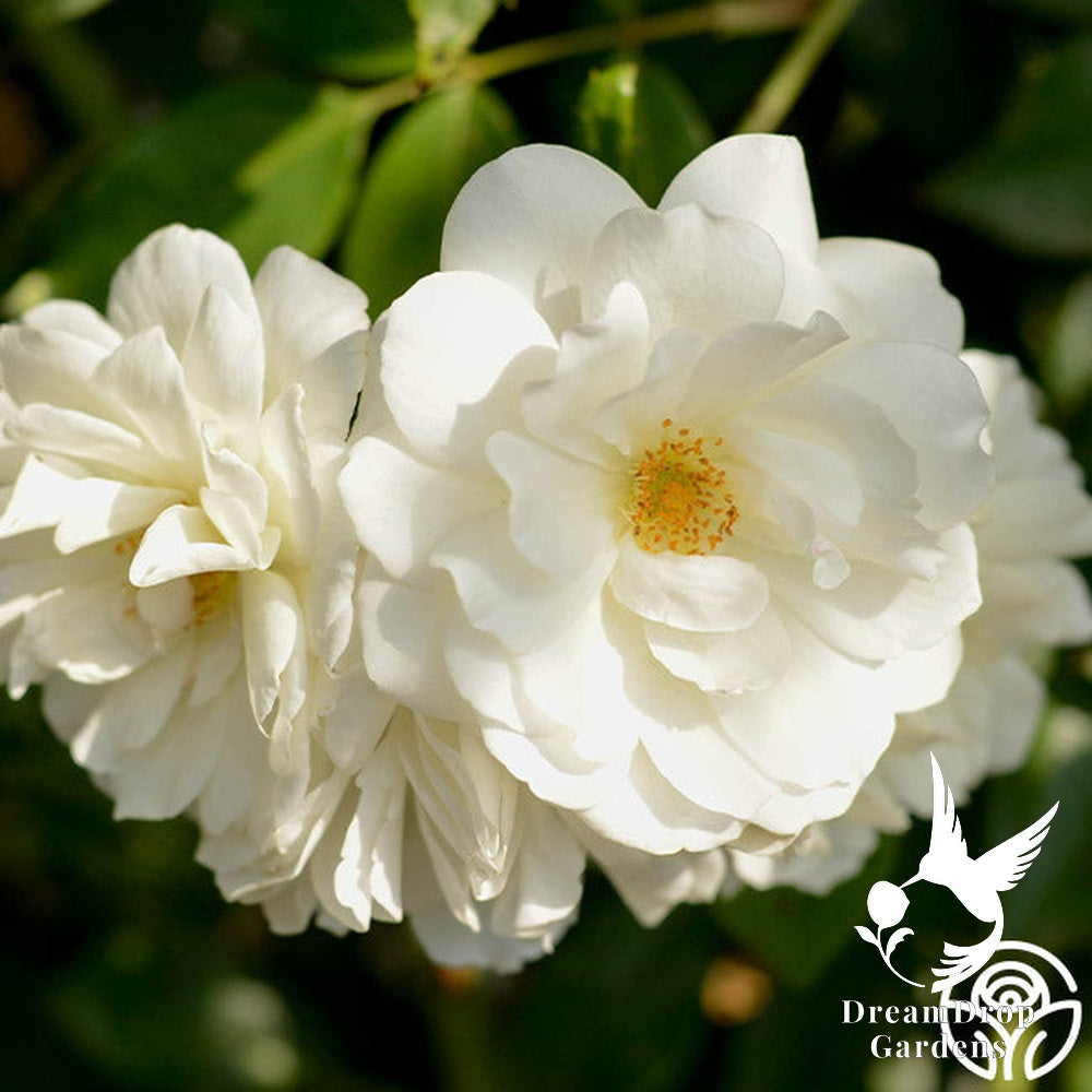 Rose - Climbing Iceberg — DreamDrop Gardens photo 15