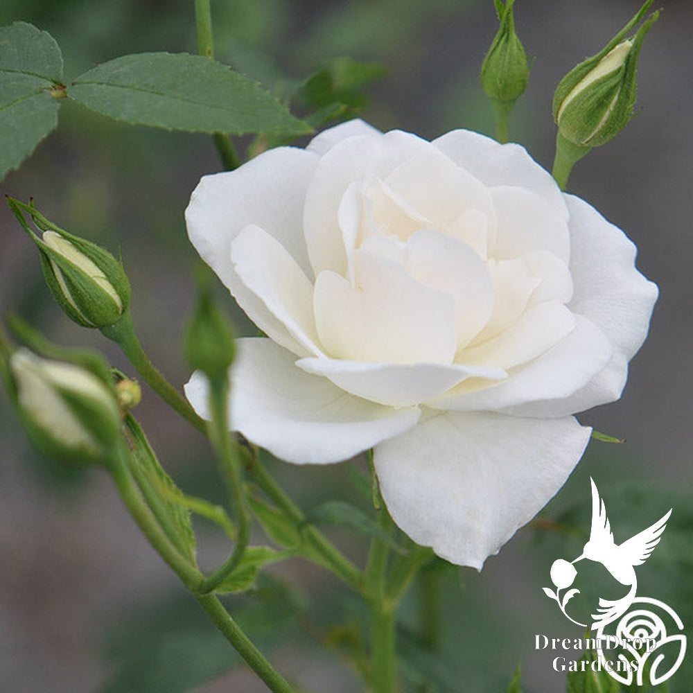 Rose - Climbing Iceberg — DreamDrop Gardens photo 16