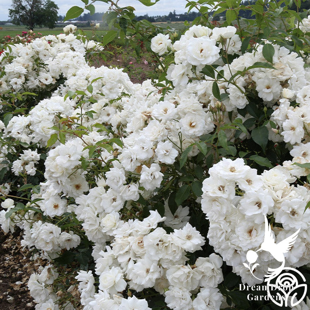 Rose - Climbing Iceberg — DreamDrop Gardens photo 17
