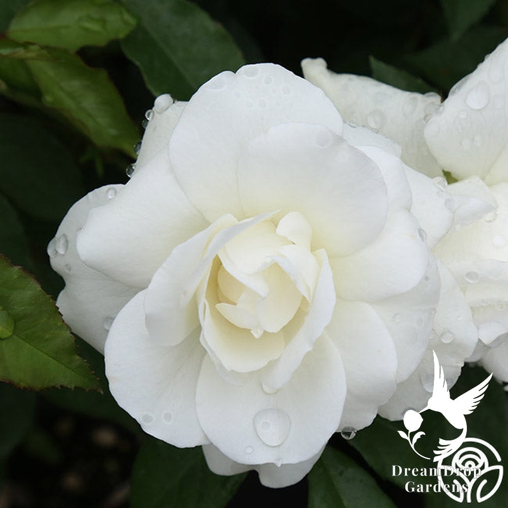 Rose - Climbing Iceberg — DreamDrop Gardens photo 18