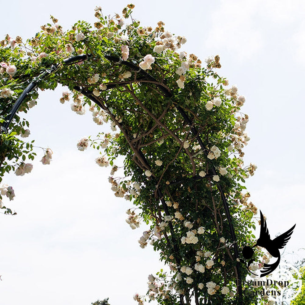 Rose - Climbing Iceberg — DreamDrop Gardens photo 19