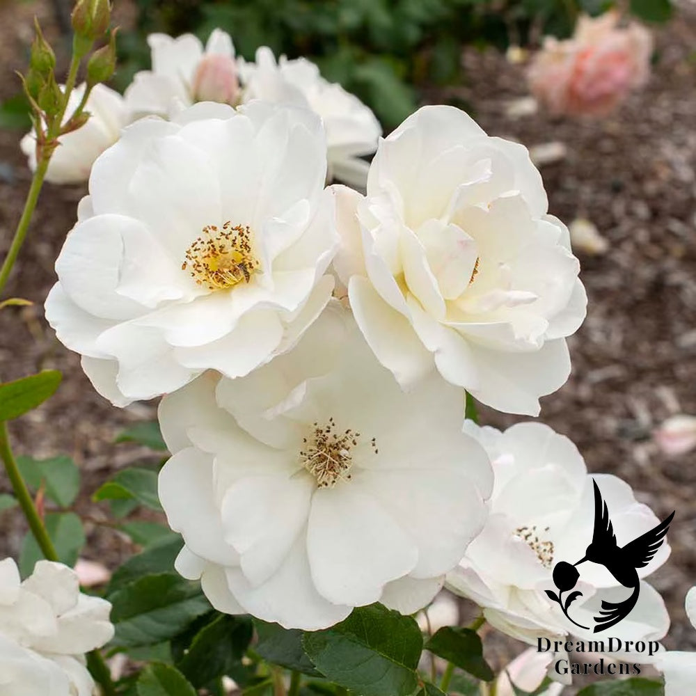 Rose - Climbing Iceberg — DreamDrop Gardens photo 2