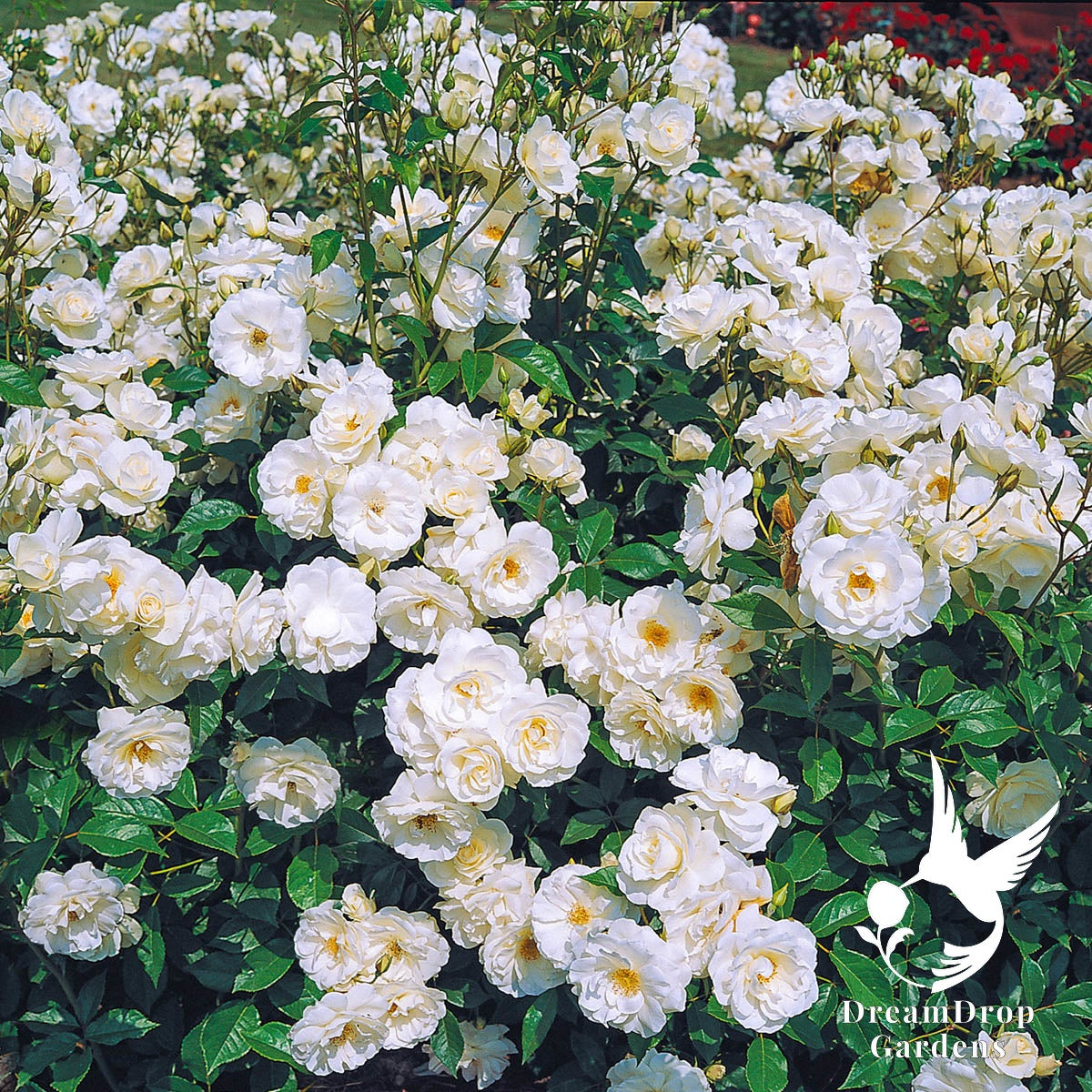 Rose - Climbing Iceberg — DreamDrop Gardens photo 3