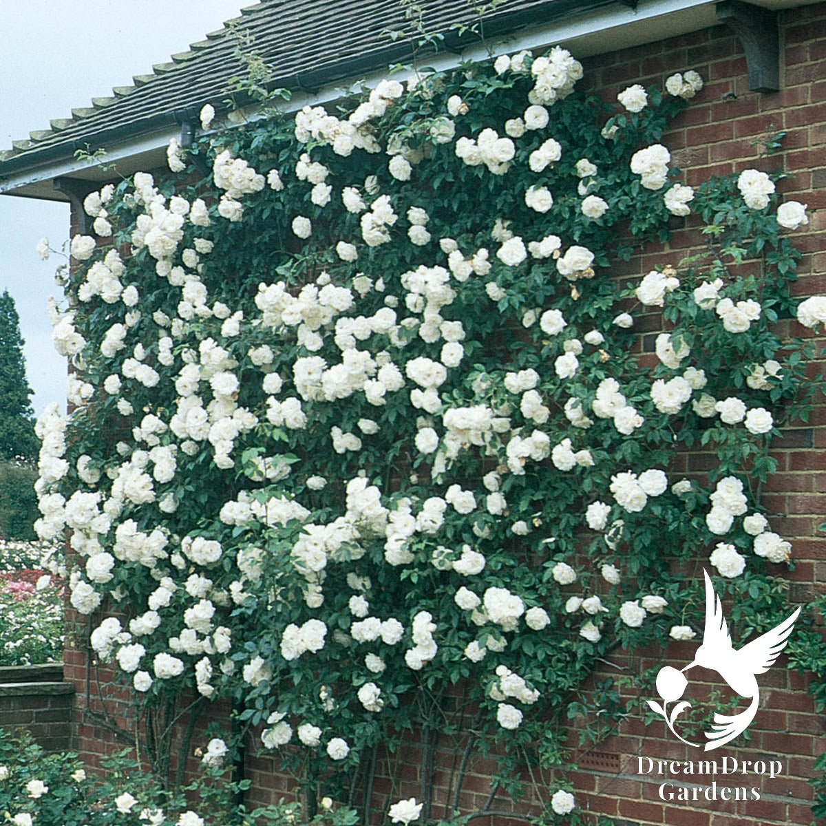 Rose - Climbing Iceberg — DreamDrop Gardens photo 4