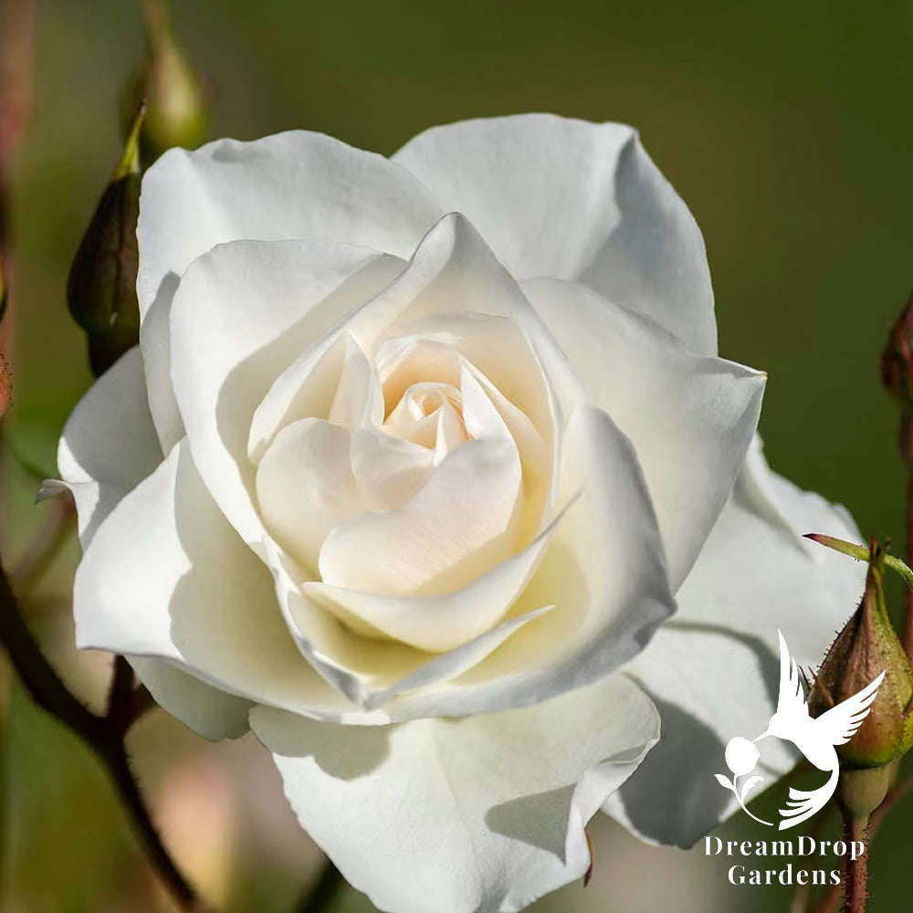 Rose - Climbing Iceberg — DreamDrop Gardens photo 5