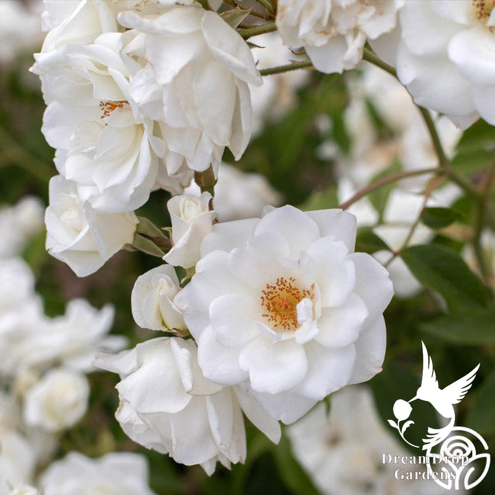 Rose - Climbing Iceberg — DreamDrop Gardens photo 7