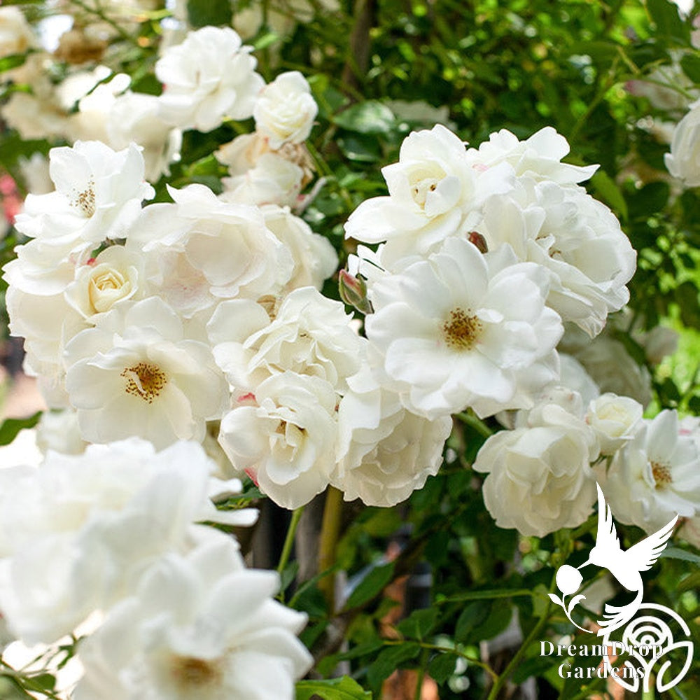 Rose - Climbing Iceberg — DreamDrop Gardens photo 8