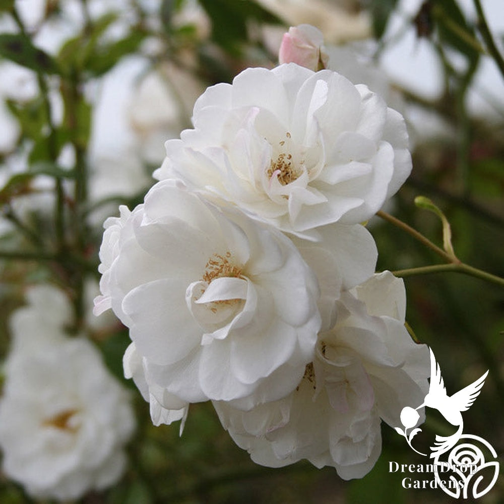 Rose - Climbing Iceberg — DreamDrop Gardens photo 9