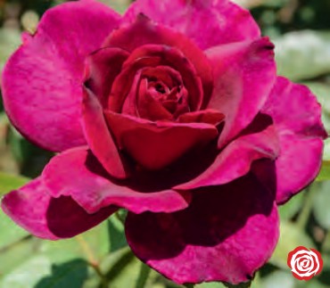 Rose - Intrigue