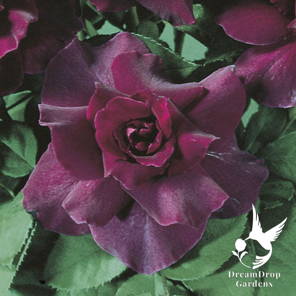 Rose - Intrigue — DreamDrop Gardens photo 1