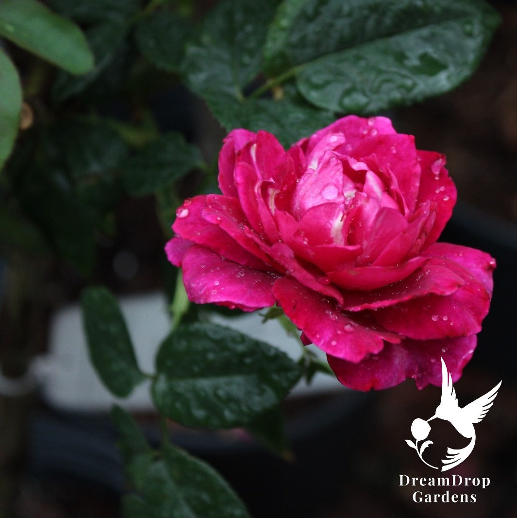 Magenta-pink Intrigue rose bloom with raindrops on its petals against dark leaves