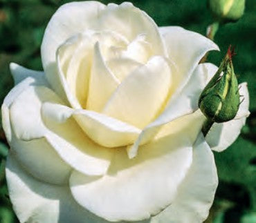 Rose - John F. Kennedy