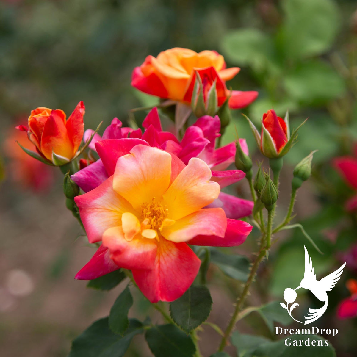 Joseph's Coat climbing rose cluster of red, magenta and yellow blooms with buds