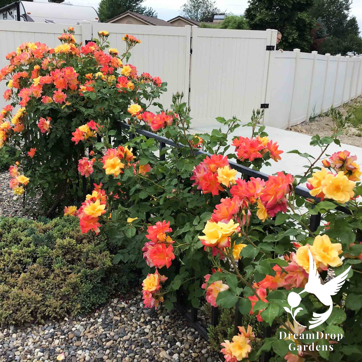 Joseph's Coat climbing rose shrubs along a fence covered in orange and yellow blooms