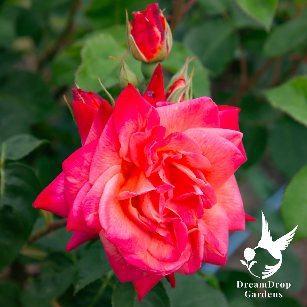 Joseph's Coat climbing rose with a pinkish-red bloom with an orange centre and red buds