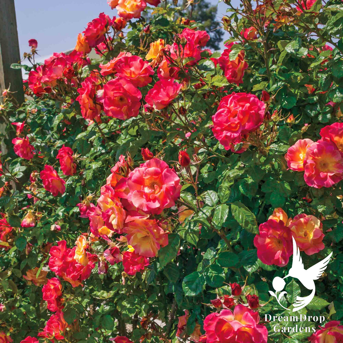 Joseph's Coat climbing rose covered in red and yellow blended blooms