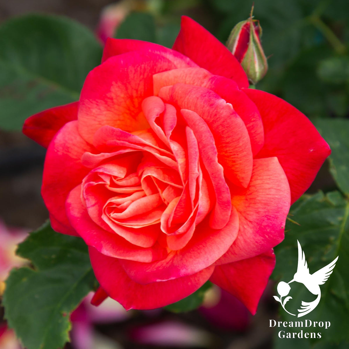 Close-up of a red and coral Joseph's Coat rose bloom with a bud