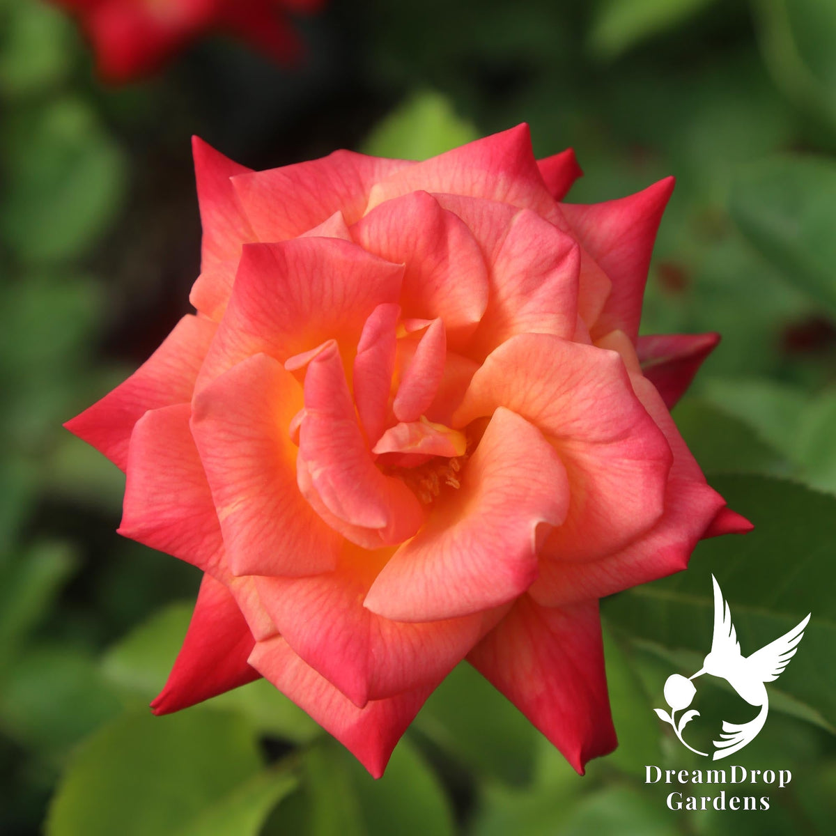 Joseph's Coat climbing rose with a coral and salmon bloom with pointed petals