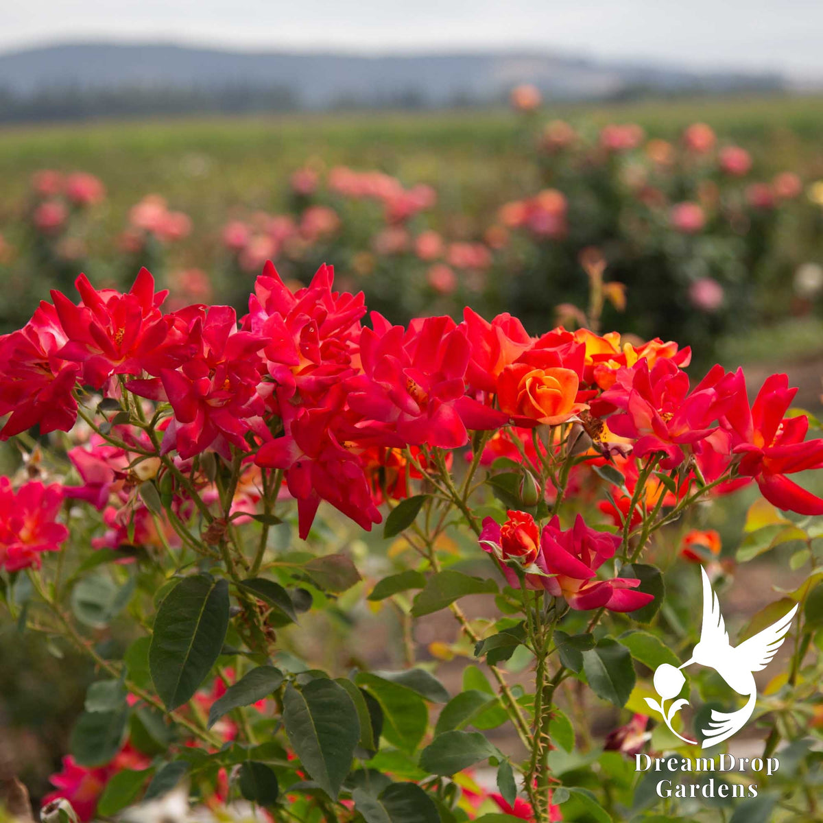 Joseph's Coat roses in red bloom in a nursery field with hills behind